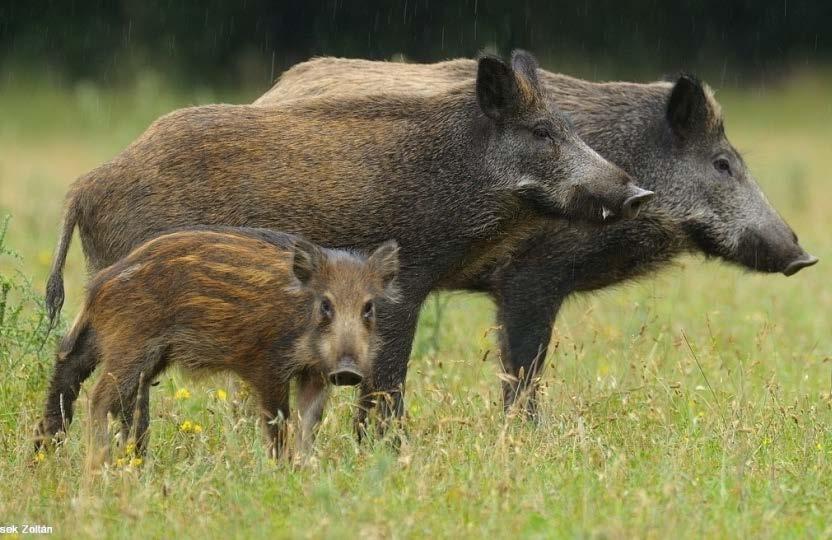 9 A tárgyalóerő (definíció) A tárgyalóerő az a függési viszony, amely megmutatja, hogy mennyire vagyunk kiszolgáltatva a tárgyalás sikerének, a