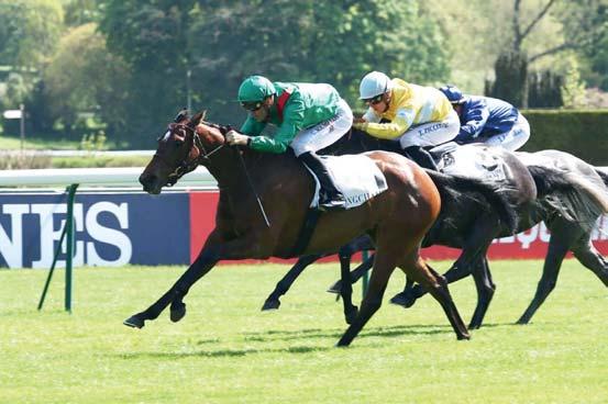 Anthony Cruz idomítottja decemberben a Hong Kong Cup, majd februárban a Hong Kong Gold Cup trófeáját vezetve nyerte.