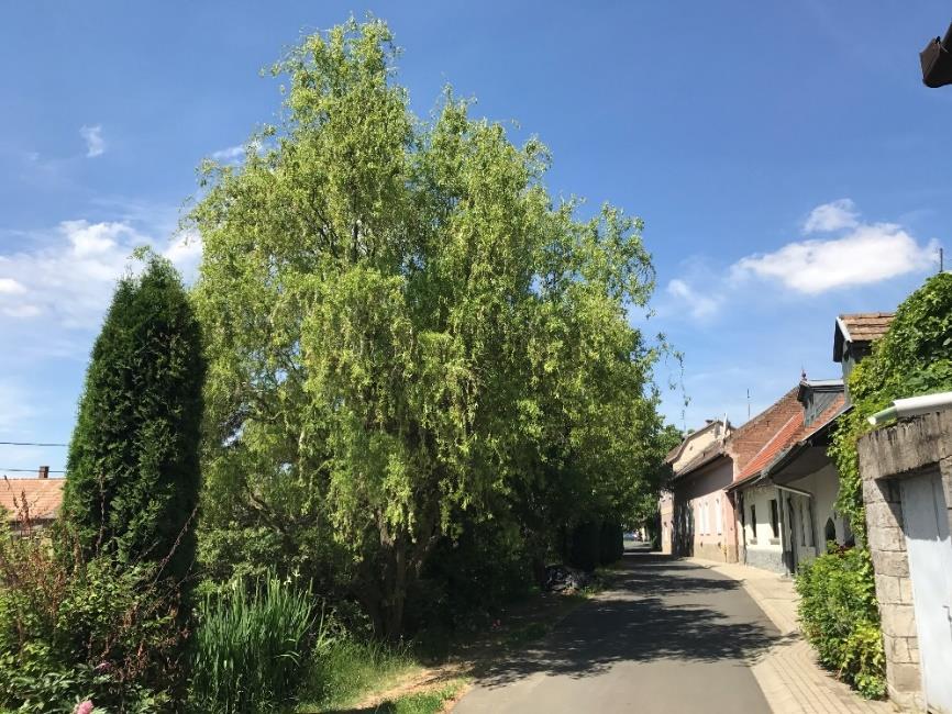 UTCÁK KIALAKÍTÁSÁRA SZÓLÓ JAVASLAT Az utcák kialakításánál azok meghatározó tulajdonságaira, elemeire tudunk javaslatokat megfogalmazni, melyek számbavétele az alábbiakban szerepel: szélesség;