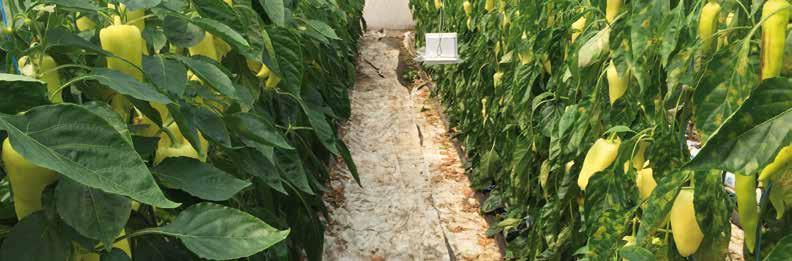 Miért termesszünk lisztharmat rezisztens paprika fajtát? Minden új rezisztencia nagymértékben növeli a termesztés biztonságát.