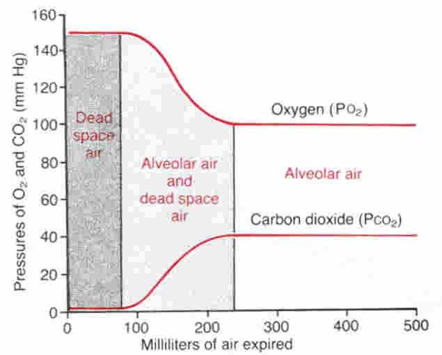 + alveolaris holttér = 150 ml Bohr aequatio V D