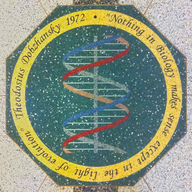 Nothing in Biology Makes Sense Except in the Light of Evolution A Biológia bármely jelensége csak az Evolúció fényében értelmezhető A Sejtbiológia bármely
