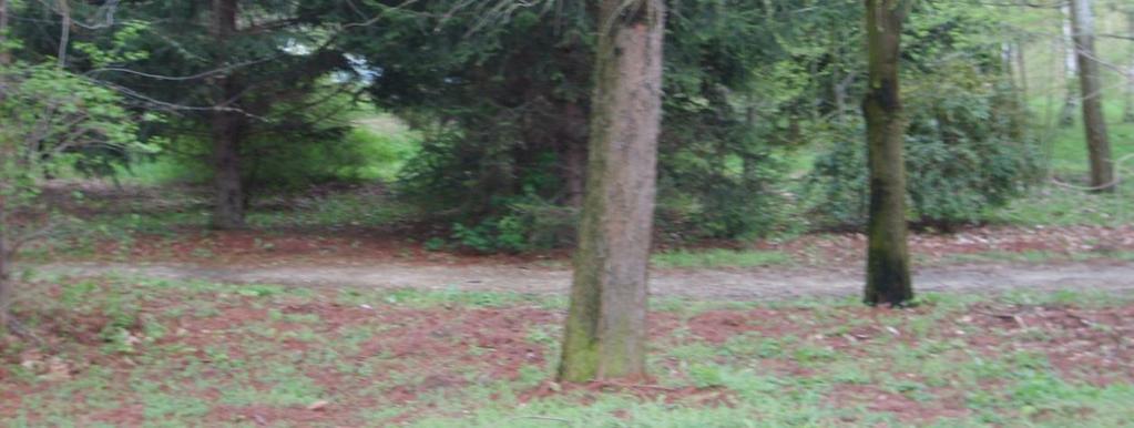 múltával a csemeték megerősödtek, megnőttek s az Erdőfelügyelet átvette ezeket. Utcai sorfák Koronaalakító, ifjító metszése rotációban, illetve szükség szerint. A lelógó ágak levágása.
