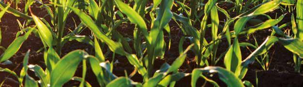 KUKORICACSOMAG (10 ha / csomag) ** FitoHorm Kukorica Plusz (4-5 liter / ha) Megjegyzés: * Hormonhatású herbicid készítményekkel keverni nem ajánlott!