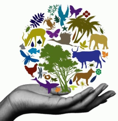 Biodiverzitás Az élettér, az ökoszisztéma szerkezete sokféleképpen vizsgálható, számunkra egyik legfontosabb az ökoszisztémában uralkodó tápláléklánc, ill.