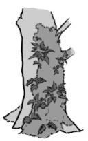 Illusztráció Kód Típus Leírás A fa felszínén található EP34 Epifiton páfrányok, > 5