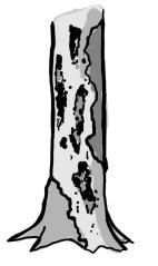 Odúk CV13 ø > 10 cm Harkályodú a törzsön, amely fekete harkályt (Dryocopus martius) jelez. Az odú bejárata nagyobb, mint 10 cm, ennél nagyobb belső átmérővel.