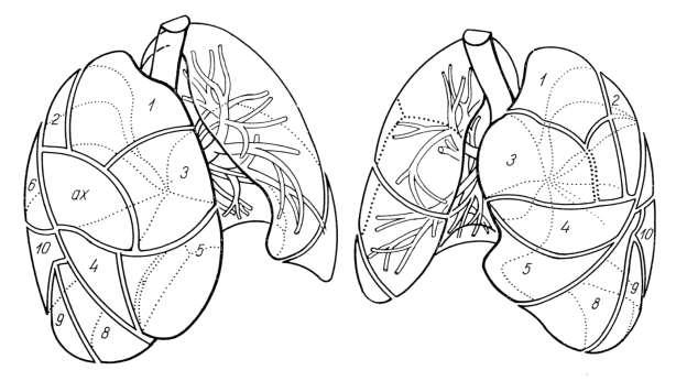 A tüdők szegment anatómiája 1. Apicalis 2. Posterior 3. Anterior 4. Lateralis Sup. lingula 5.