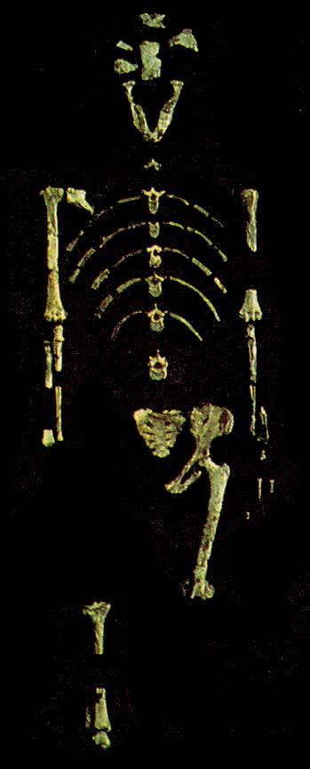 Australopithecusok 2,5-4 mill.