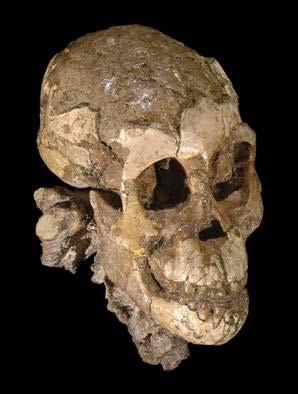 millió éves, teljes csontozat 40%-a Ivari dimorfizmus: hímek: 1,5