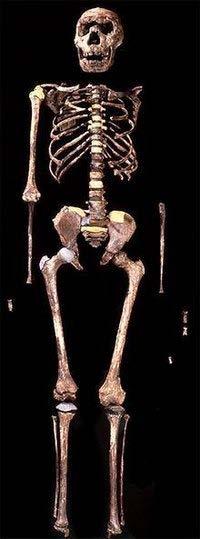 Australopithecusok 3-2,5 mill.