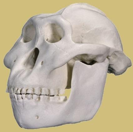 Australopithecus robustus 1-2 millió évesek,