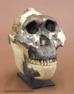 dimorfizmus: 40-80 kg Tarajos koponyatető