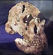 zsákutca fajai Australopithecus boisei 2,6-1,2