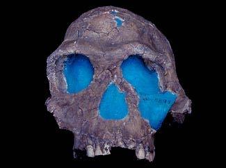 Homo habilis (2,5-1,5 mill.