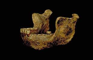 Homo heidelbergiensis (600-250 e.