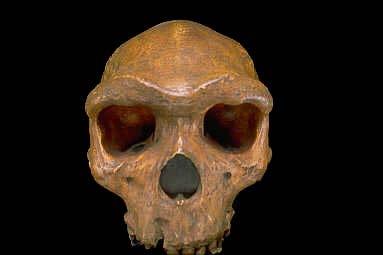 neanderthalensis közvetlen őse Afrikában pedig a H.