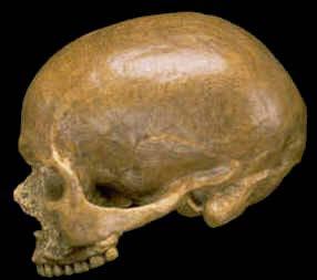 neanderthalensis szélesebb, H.