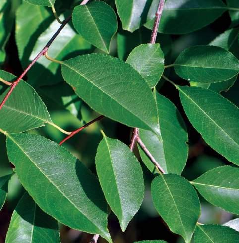 Kései meggy (Prunus serotina) Inváziós növényfajok visszaszorításával kapcsolatos kezelési kísérletek összefoglalása Kései meggy (Prunus serotina) vegyszermentes kezelése módszer csemeték kihúzása
