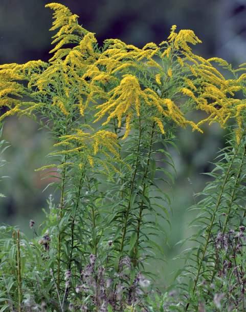 Csiszár Ágnes és Korda Márton Magas és kanadai aranyvessző (Solidago gigantea, Solidago canadensis) A magas és a kanadai aranyvessző hazánkba az 1800- as évek közepén, dísznövényként kerültek; a