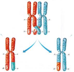 A meiózis egy szakaszában a homológ kromoszómák karjai bizonyos pontokon eltörnek