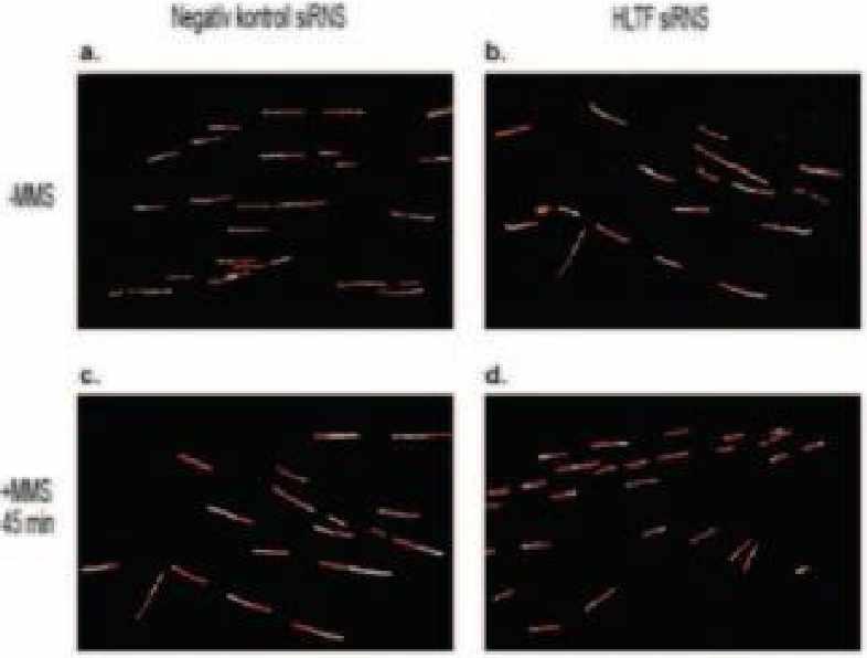 A nukleotid analógok a szintézis során beépülnek a DNS-be, és megfelelő fluoreszcens ellenanyag segítségével kimutathatók.