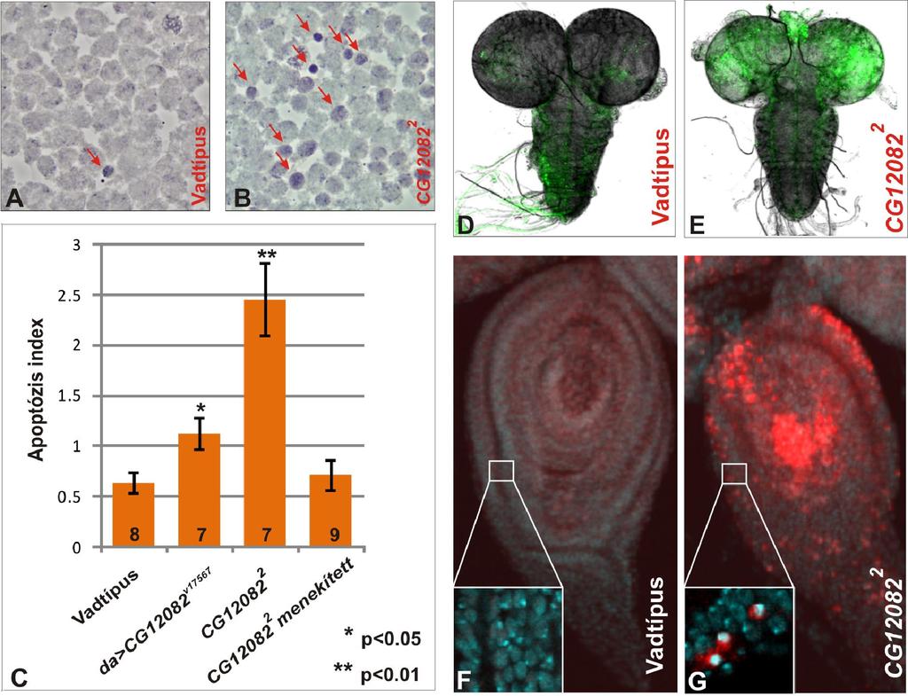 8. ábra A CG12082 mutáns apoptotikus fenotípusa. Vadtípusú (A) és CG12082 2 (B) lárvák orceinnel festett agypreparátumait fáziskontraszt mikroszkóppal vizsgáltuk.