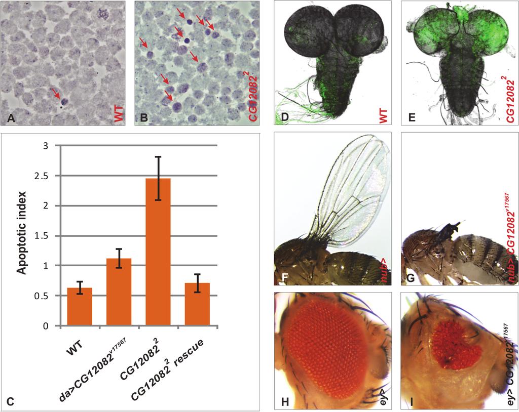 Role of DmUsp5 in Ubiquitin Equilibrium Fig 2. Loss of CG12082 function leads to elevated apoptosis in larval brain and imaginal discs.