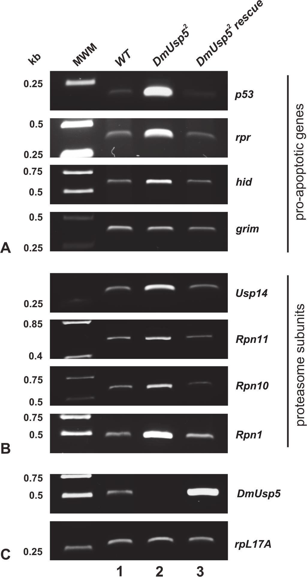 Role of DmUsp5 in Ubiquitin Equilibrium Fig 5. Overexpression of pro-apoptotic genes and proteasome subunits in the DmUsp5 mutant.