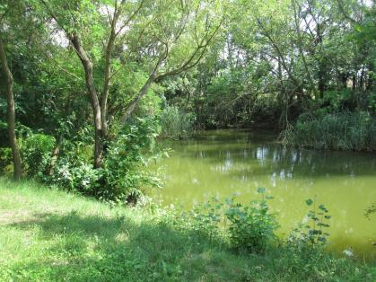 lefűződött holtágak és a Tisza-folyó ártere és vízfelületei.