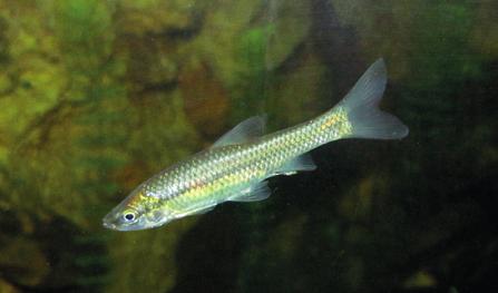 és mtsai 2013). Az amurt (Ctenopharingodon idella), a pettyes busát (Hypophthalmichthyis nobilis) és a fehér busát (Hypophthalmichthyis molitrix) Kelet-Ázsiából telepítették be.