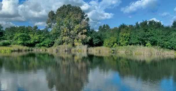 Hazánktól nyugatra rohamosan fogyatkozik a vidra állománya.