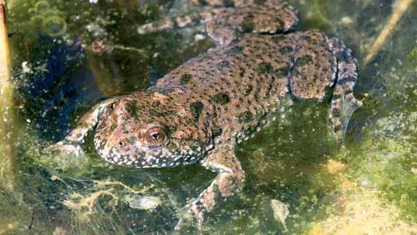 a Mese-szegi Holt-Tisza (Tiszakerecseny) és a Rózsás-dűlői Holt-Tisza (Benk, Mátyus) található Szatmár-Beregben.