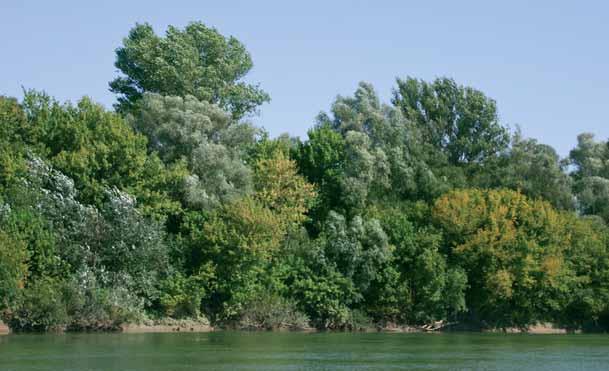 Tiszapart A Tisza és a Szamos menti erdők ritkasága a bánáti csiga. A füzek, nyarak kikorhadt odúiban különböző cinege-, és harkályfélék költenek.