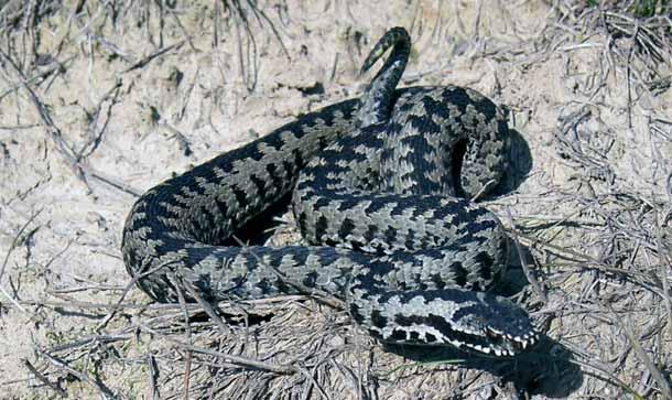 Keresztes vipera A keményfás ligeterdők és a gyertyános-tölgyesek gerinces