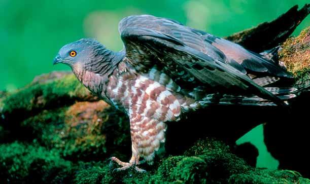 A natúrpark erdős területein a keresztes vipera viszonylag gyakori, bár