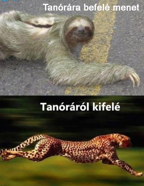 A vázrendszer, az izomkontrakció