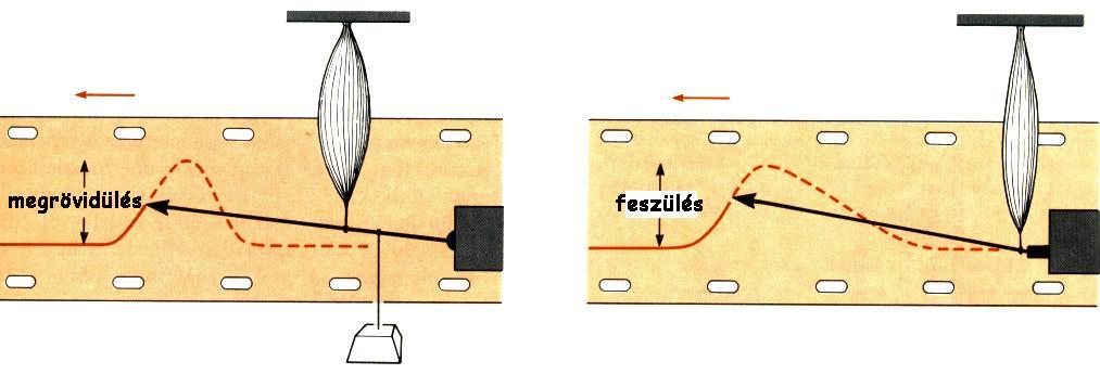 Izomrángás típusai Izotóniás összehúzódás megrövidülésnek nincs akadálya változatlan feszülés mellett következik be izomerő és a megrövidülési sebesség között fordított arányosság van külső