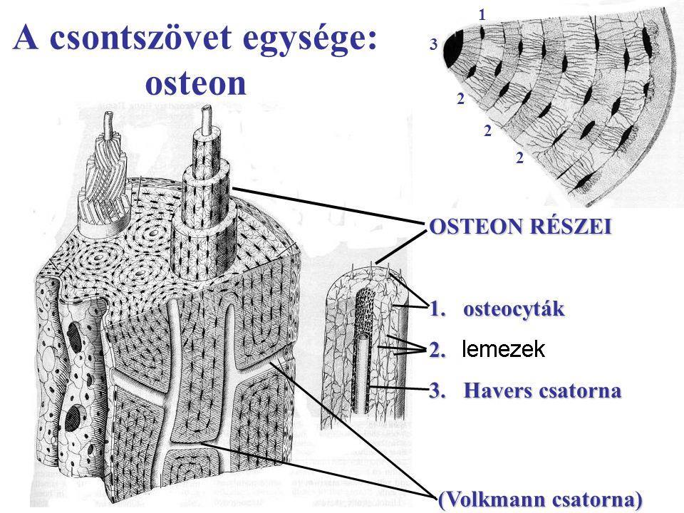 (periosteum) (kötőszöveti rostok, más fehérjék, véd és táplál proteoglikánok) a csont rugalmasságát adja érzékszervi funkció a csontsérülés nagyon kerek-ovális csontegységek (osteon), fájdalmas