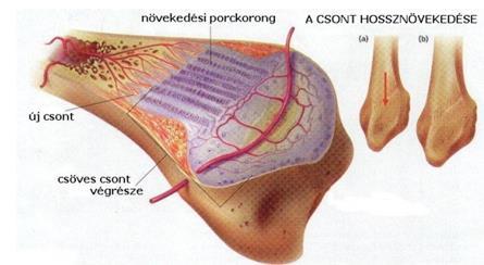 csontállomány agykoponya csontjai, szegycsont a legtöbb csont porcos telepként kezd el fejlődni és fokozatosan alakul