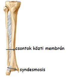 kapcsolódás Porcos