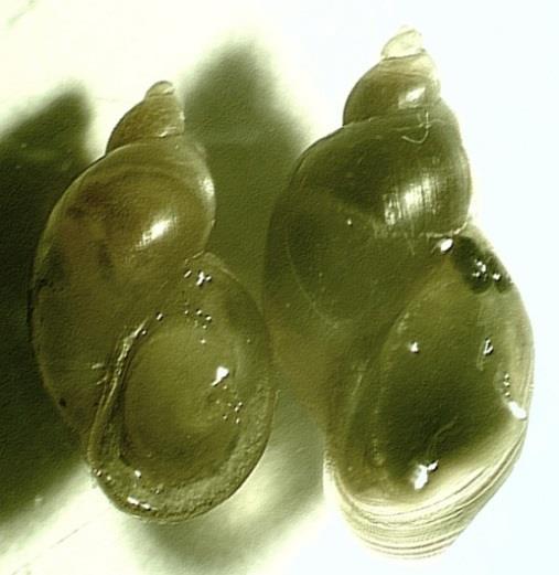 18. ábra: A bal oldali R. auricularia talpa kevesebb pigmentet tartalmaz, mint a jobb oldali R. balthica talpa.