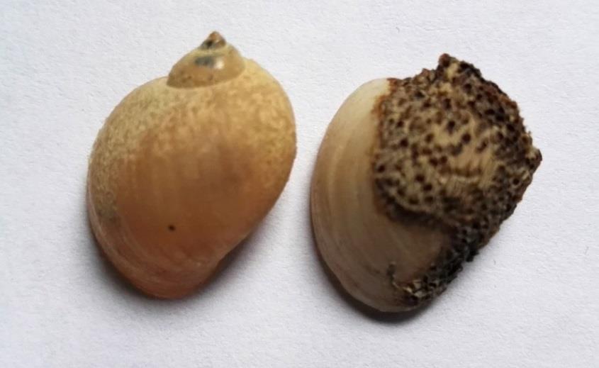 20. ábra: E két csiga mindegyike a R. auricularia fajba tartozik, amit anatómiai vizsgálatukkal lehetett igazolni. A bal oldali példány héjformája a R.