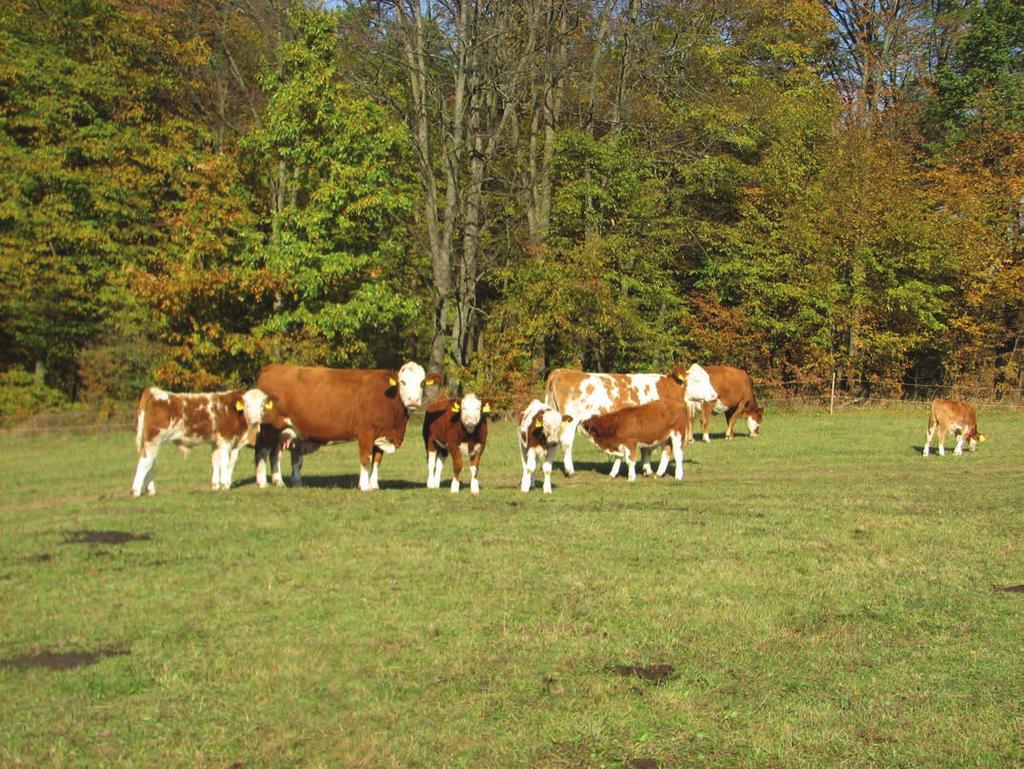 (Hungarian Journal of) Animal Production ÁLLATTENYÉSZTÉS és TAKARMÁNYOZÁS 2017. 66.
