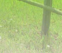 LÓ Húgykövesség sebészete esetismertetések Crop Production NAGY JÁNOS főszerkesztő a Magyar Tudományos Akadémia doktora, Debreceni Egyetem prorektora, 108. évfolyam 4.