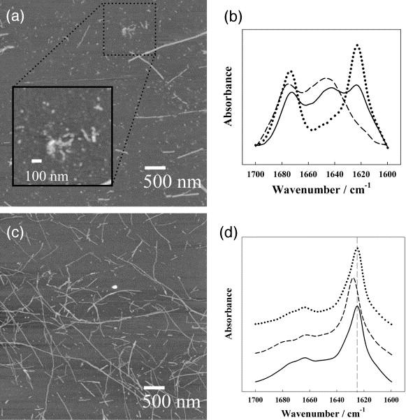 Aggregátumok disszociációja nyomással élda: mioglobin Aggregátum és Fibrillum Day 1: (a AFM (b amide I band of R15 115 at.1 MPa (full line, 55 MPa (broken line and.