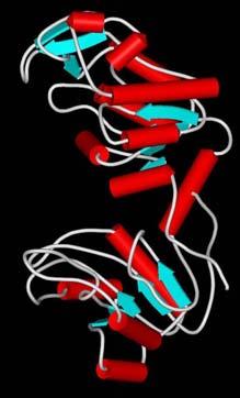 Mioglobin PGK A víz