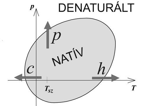 1 ln G V G + + + + α β ahol: V β / V / / α / az ún.