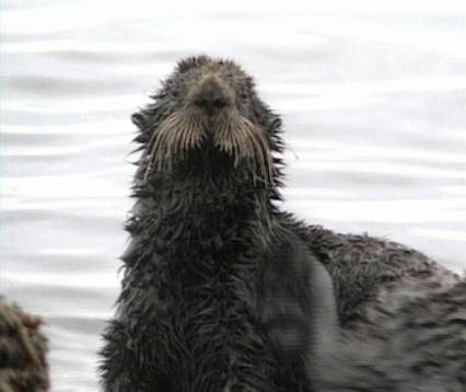 A harmadik korszak súlyos környezeti katasztrófái 1989 - Exxon Valdez Alaszka partjainál az Exxon Valdez nevet viselő olajszállító tankhajó megfeneklett.