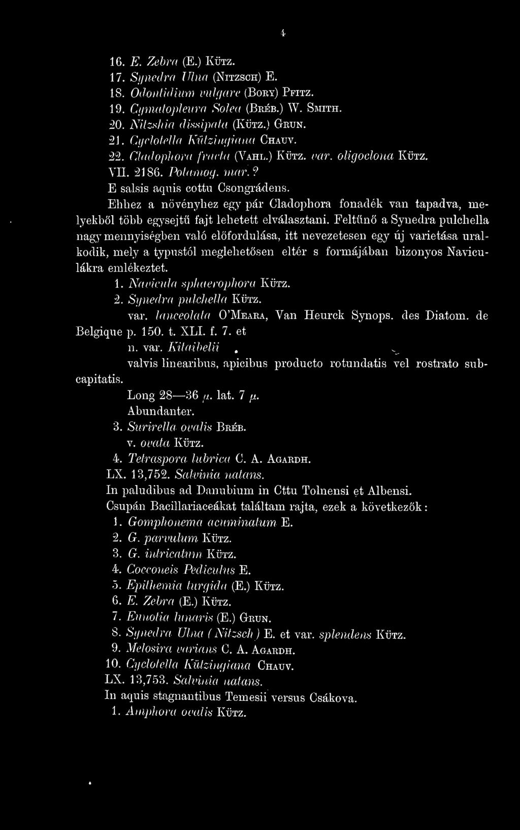 Ehhez a növényhez egy pár Cladophora fonadék van tapadva, melyekbl több egysejt fajt lehetett elválasztani.